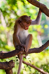 Monkey in wilderness, Sri Lanka