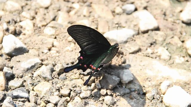 Maack's swordtail (Papilio maackii, male) in Vietnam
