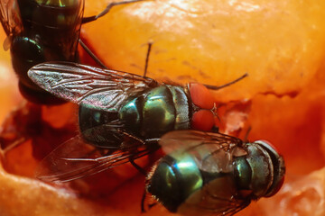 Green flies is eating fruit