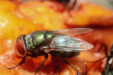 Green flies is eating fruit
