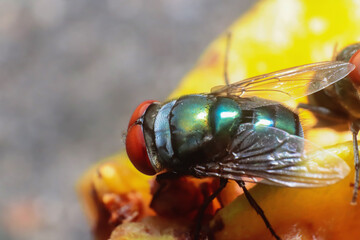 Green flies is eating fruit