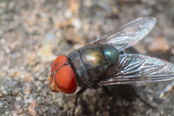 Green flies is eating fruit
