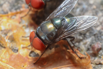 Green flies is eating fruit