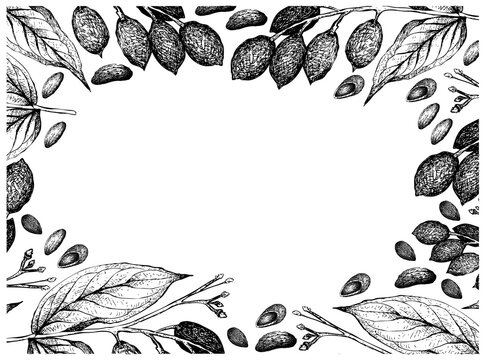 Illustration Frame of Hand Drawn Sketch of Almonds and Canarium Indicum, Galip Nuts or Pacific Almonds on White Background, Good Source of Dietary Fiber, Vitamins and Minerals.
 