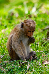 Monkey in wilderness, Sri Lanka