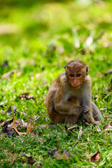 Monkey in wilderness, Sri Lanka