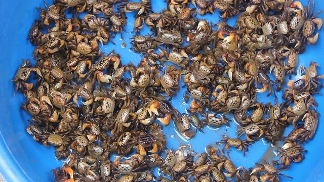 Small crabs (Kua Dong) for sale in a plastic basin. meat of small crabs (young) is considered more delicious. Wet markets (seafood market, fruits de mer). Vietnam
