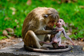 Naklejka premium Monkey baby and mother in wilderness, Sri Lanka