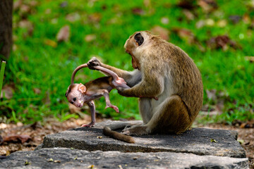 Monkey baby and mother in wilderness, Sri Lanka