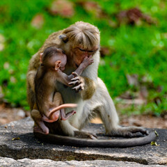 Monkey baby and mother in wilderness, Sri Lanka