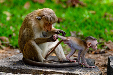 Monkey baby and mother in wilderness, Sri Lanka