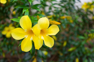 Yellow flowers blooming in summer