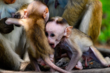 Little Monkey baby cubs play together in wilderness, Sri Lanka