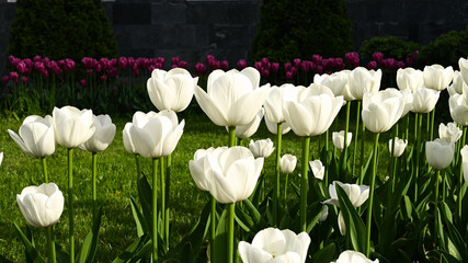 Blooming white tulips in the sun