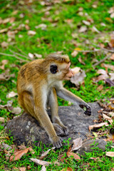 Monkey in wilderness, Sri Lanka