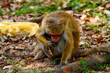 Monkey in wilderness, Sri Lanka