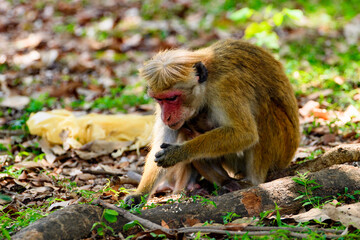 Monkey in wilderness, Sri Lanka