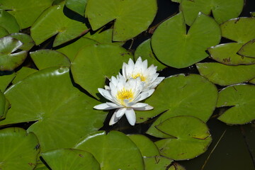 Beautiful water lily floating on water. Nymphaeum and green leaves in pond. Pink water-lilies close up. Lily flower on the water surface