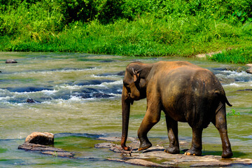 Fototapeta premium Asian elephant walks in Pinnawala Orphanage, Wilpattu National Park, Sri Lanka