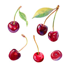 Cherries vectorised watercolour illustration. Hand drawn cherries vector set. Fresh sweet and tasty cherries. Bright  illustration. Watercolor botanical painting. Beautiful berries isolated on white