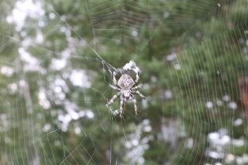 spider on the web