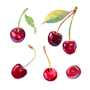 Cherries vectorised watercolour illustration. Hand drawn cherries vector set. Fresh sweet and tasty cherries. Bright  illustration. Watercolor botanical painting. Beautiful berries isolated on white