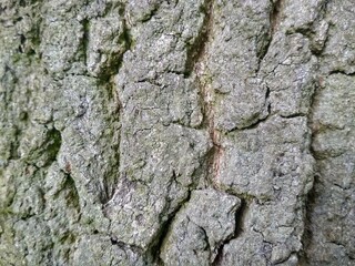 tree bark texture