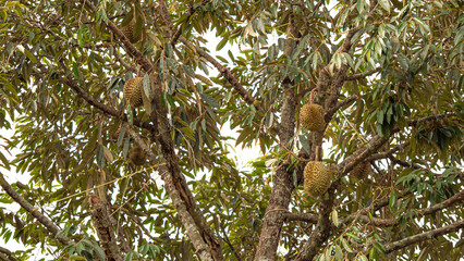 Closeup, Durian fruit on the tree in the durian garden