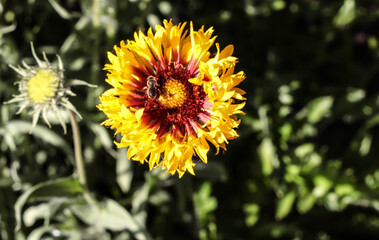 Yellow fluffy flower with a bumblebee. Spring garden