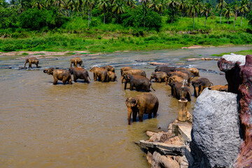 Asian elephant in the water, Pinnawala Orphanage,  Wilpattu National Park, Sri Lanka