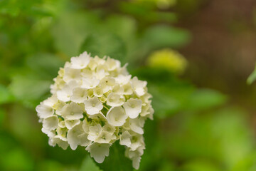 かわいいいアジサイの花