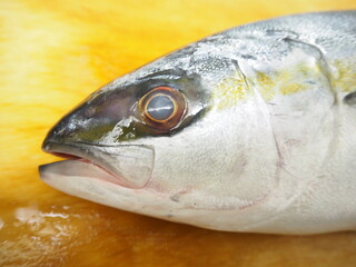 ハマチとの見分け方がわかるヒラマサの頭部