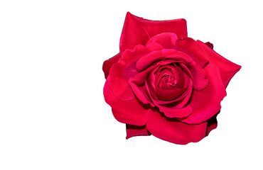 Blooming red rose on a white background. Rose isolated