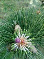 Naklejka na ściany i meble close up of pine cones