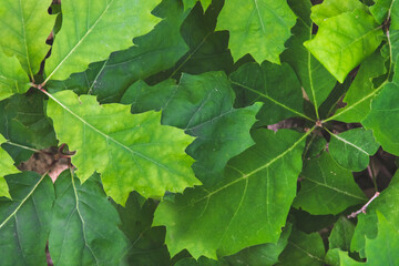 Close up picture of green leaves from oak tree. Top view of leaves pattern in the garden in sunny day. Summer time. Natural concept of wild life in ecosystem. Trees growing in the forest.