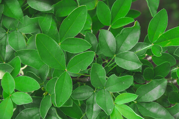 Fototapeta na wymiar Close up picture of green leaves. Green pattern of golden chain tree, as natural concept wallpaper. Horizontal wallpaper with herbs from top view. Spring season with petals.