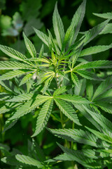 Marijuana leaves from top view, as nature concept for wallpaper and blog about medical care and culture, cannabis leaves in sunny day, as background for copy space. Macro picture of green leaves.