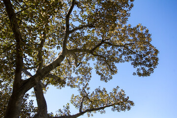 tree branches against blue sky