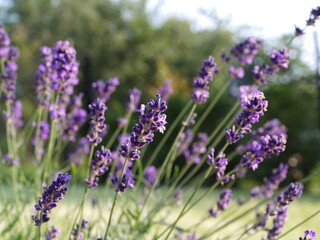 Obraz premium lavender