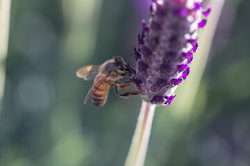 Bee on Lavender