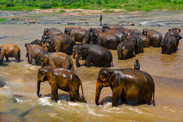 Asian elephant in Pinnawala Orphanage,  Wilpattu National Park, Sri Lanka