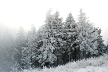 Beautiful winter landscape. Ukrainian Carpathian Mountains in winter. Snow covered pine trees. Winter Mountains Images