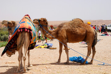 Traditional camels in morocco