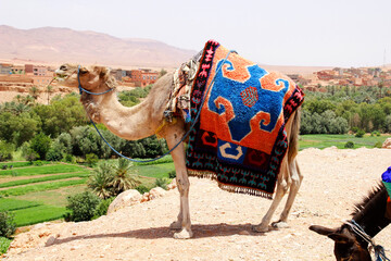 Traditional camels in Morocco