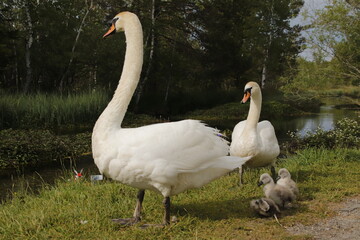 Junges Schwanenglück