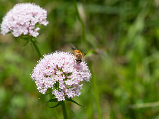 Hoverfly is sucking nectar on the flowers of Japanese valerian in Fukuoka prefecture, JAPAN. 