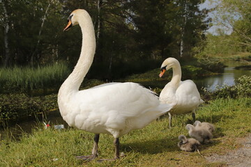 Junges Schwanenglück