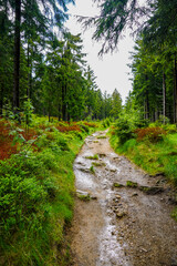 Natur Fichtelbirge Wanderweg