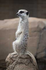 Fototapeta premium meerkat on guard