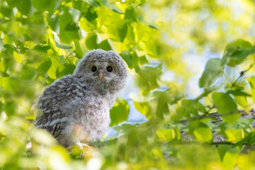 エゾフクロウの幼鳥